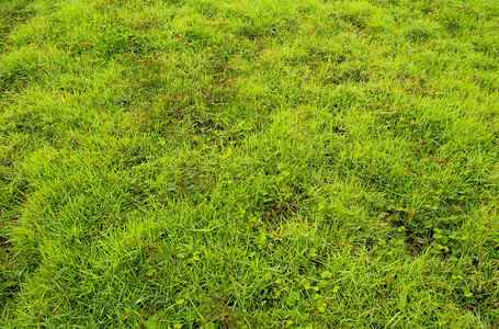杂草摄影照片_杂草和草的绿色纹理作为新鲜绿色背景