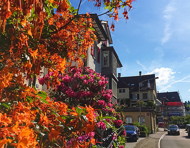 房地产绽放摄影照片_瑞士苏黎世州里希特斯维尔街道上盛开的树木和房屋、瑞士建筑和房地产