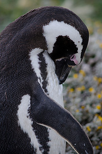 麦哲伦企鹅在奥特威海峡和企鹅保护区自得其乐。