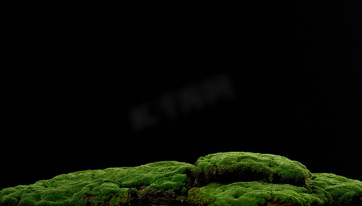 在黑色背景上生长绿色的苔藓。