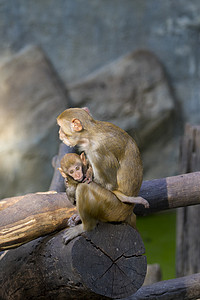 猴妈妈和猴宝宝坐在树枝上的图像。