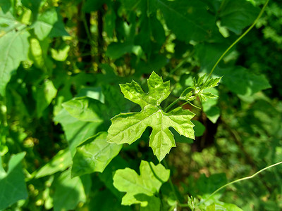 苹果苦瓜摄影照片_具有自然背景的苦瓜（苦瓜、苦苹果、苦瓜、karela、苦瓜、苦瓜、pare）。