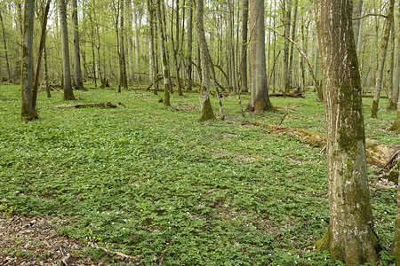 波兰 Bialowieza 原始森林的美丽景色