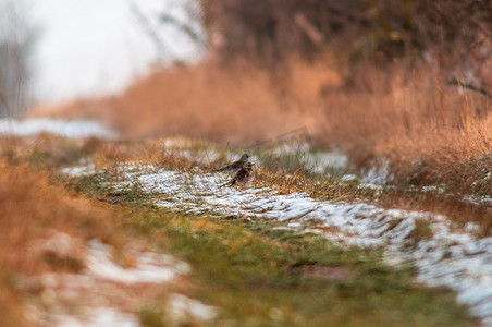 Fieldfare 观察自然并留意食物