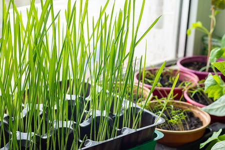 在窗户上种植燕麦芽以喂养猫和其他幼苗