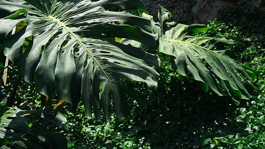 热带棕榈叶，花卉图案背景，真实照片