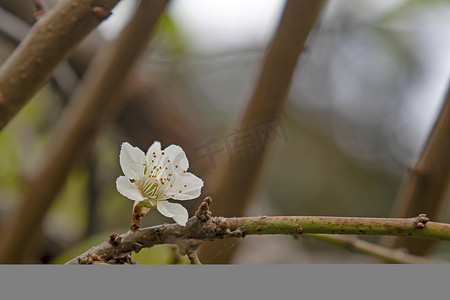 春天水果摄影照片_冬天树上的春天的花朵