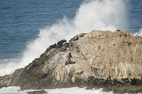 阿里塔摄影照片_与南美海狮的岩石悬崖。