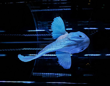 马里亚纳海沟摄影照片_马里亚纳海沟鱼的小模型