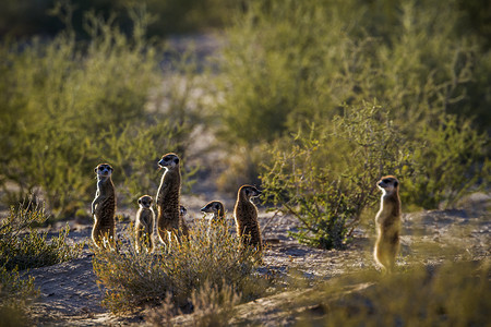 南非 Kgalagadi 跨境公园的猫鼬