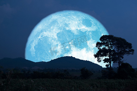 红萝卜玉米淮山大骨营养汤摄影照片_超级玉米种植蓝月亮升起夜空中的剪影树和山