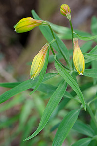 秘鲁百合 Alstroemeria aurea 闭花。