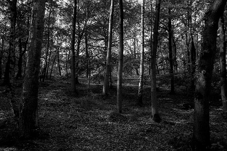 公园树林背景摄影照片_黑白单色树林