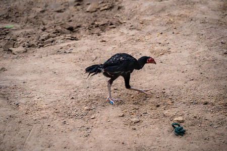 早上走在地上寻找食物的乡村鸡。