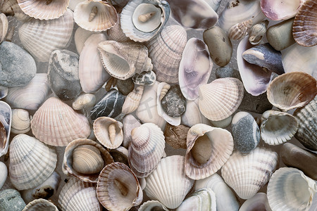 小海石和各种贝壳关闭
