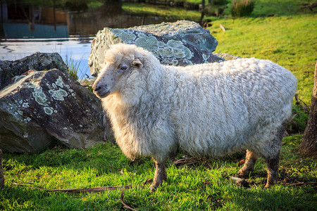 新西兰美利奴羊在农村畜牧场的特写