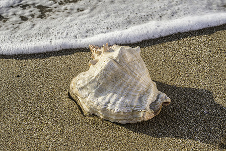 海星沙滩海边摄影照片_沙滩上的贝壳