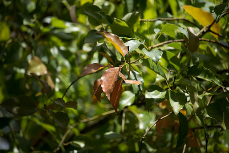 香樟树摄影照片_香樟树的叶子