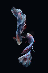 黑色背景中突显的两条蓝色大理石灰斑半月斗鱼暹罗舞