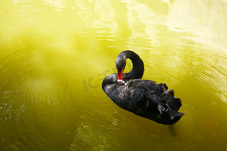 绿水中的黑天鹅