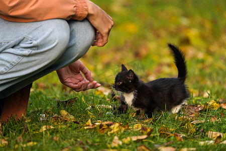 小黑猫摄影照片_小黑猫走向一个人，向小猫伸出手