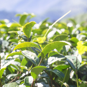 树叶云彩摄影照片_美丽的绿茶作物花园排布着蓝天和云彩的场景，新鲜茶产品背景的设计理念，复制​​空间。