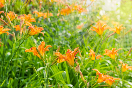 百合摄影照片_花坛的背景有橙色百合的