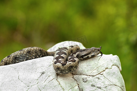 鼻角毒蛇在自然栖息地的岩石上晒太阳