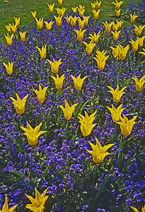 植物花边摄影照片_有黄色郁金香和勿忘我的五颜六色的花坛