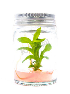 生物性摄影照片_植物在瓶中生长