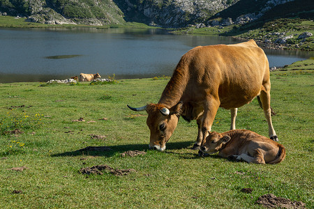 西班牙科瓦东加湖中放牧的母牛和小牛