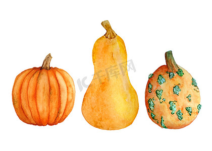 水彩手绘插图元素与橙色南瓜胡桃南瓜，有机农民食品成分。