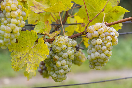 捷克共和国南摩拉维亚秋季葡萄园的雷司令葡萄
