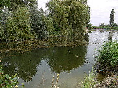 长满的池塘摄影照片_一个长满青草的小池塘，岸边长着灌木和柳树，长长的枝条伸向水面。
