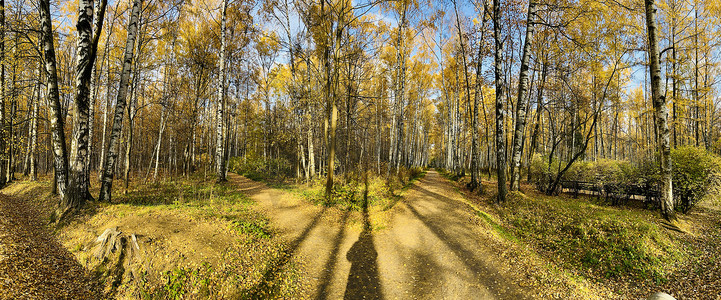 秋天阳光明媚的公园里的一条小路，金黄叶子的树木，绿草，公园全景，蓝天，树芽，桦树干，阳光明媚的日子，森林里的小路，阳光