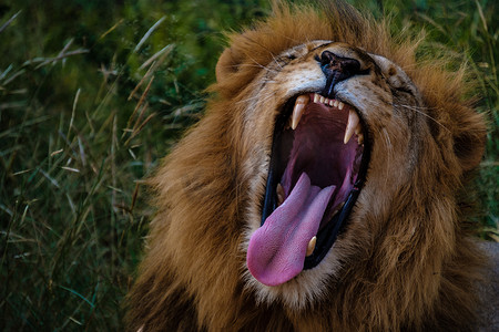 南非克鲁格国家公园的狮子，雄狮头的特写，南非克鲁格附近蓝峡谷保护区灌木丛中的大雄狮