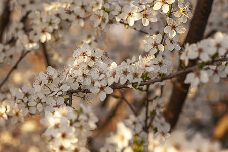 梅树花