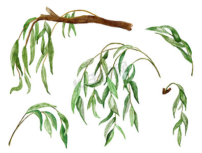 树枝状水系摄影照片_水彩手绘柳叶、树枝、树枝的插图。