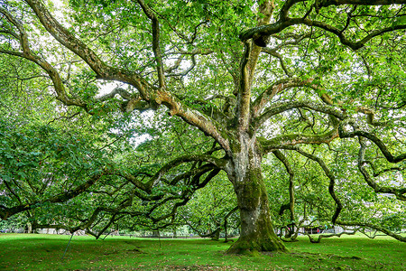 千秋伟业百年风华摄影照片_公园里的一棵百年大橡树