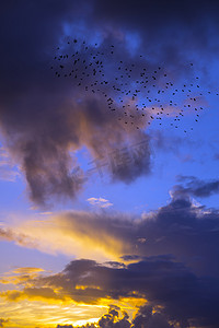 橙色的夕阳天空与椋鸟
