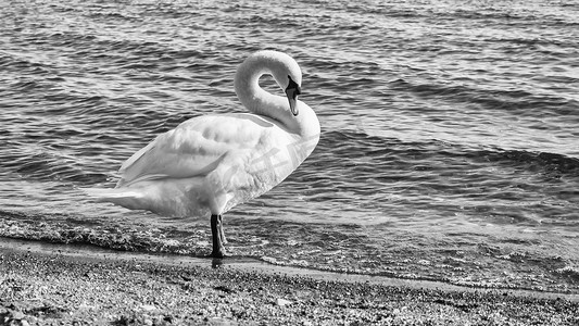 午后阳光摄影照片_意大利布拉恰诺湖上美丽的白天鹅