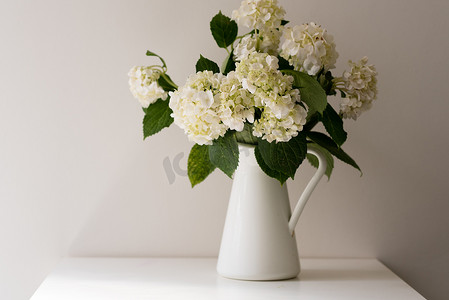 白墙桌上的水罐里的白色绣球花（选择性焦点）