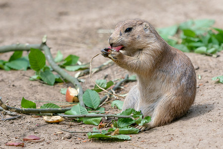 ludovicianus摄影照片_草原土拨鼠 (Cynomys ludovicianus)