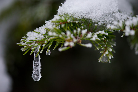 圣诞常青松树覆盖着新鲜的雪