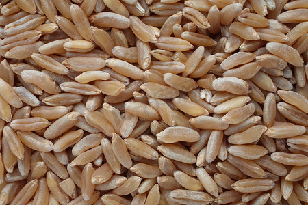 呼罗珊小麦（Kamut），一种古老谷物的变种