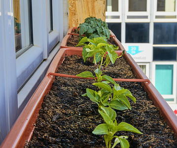 辣椒种植摄影照片_矮化辣椒和矮化番茄的种植和种植。