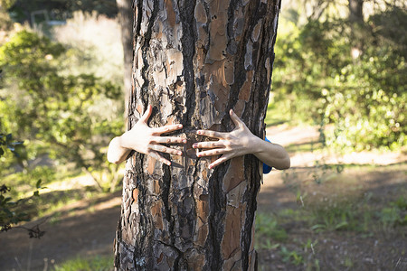 手臂拥抱树干绿色森林