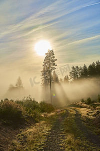 金松树摄影照片_松树森林荒野中晨雾和雾中的阳光闪耀着金橙色