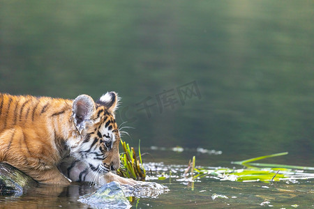 孟加拉虎幼崽正在观察湖水。
