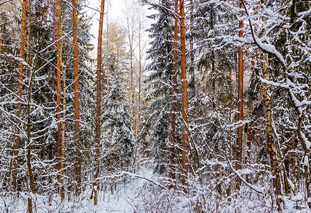 许多树枝和树枝上覆盖着蓬松的白雪。